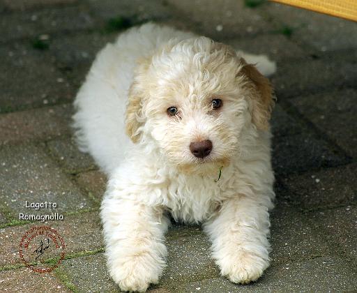 Lagotto Romagnollo 8T22D-09.JPG